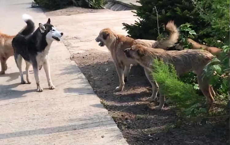 真香定律！很多人养田园犬的原因看完就懂了