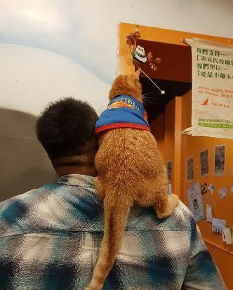 在猫咪餐厅工作很幸福累到你想象不到