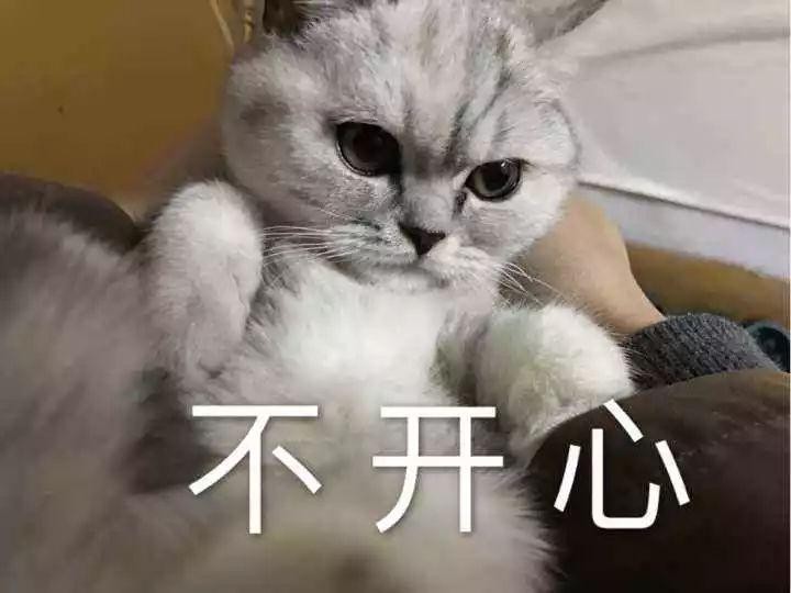 流浪猫恩将仇报爱咬手主因是四点陋习铲屎官需加强爱猫教育！