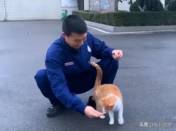 暖心！流浪猫陪消防队员站岗3年，爱岗敬业的猫咪很棒