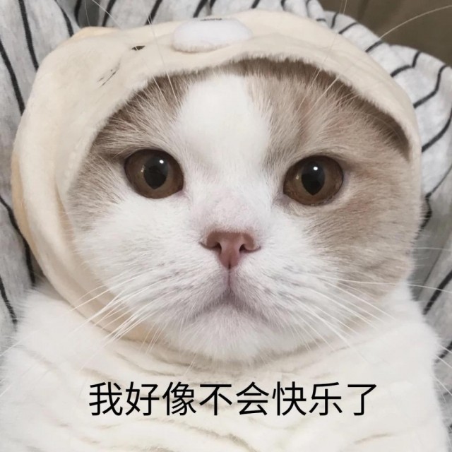 再生气，也别打家里的猫，告诉你为什么