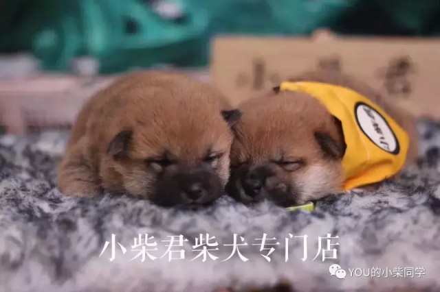 小柴犬多少钱一只柴犬的级别直接影响价格