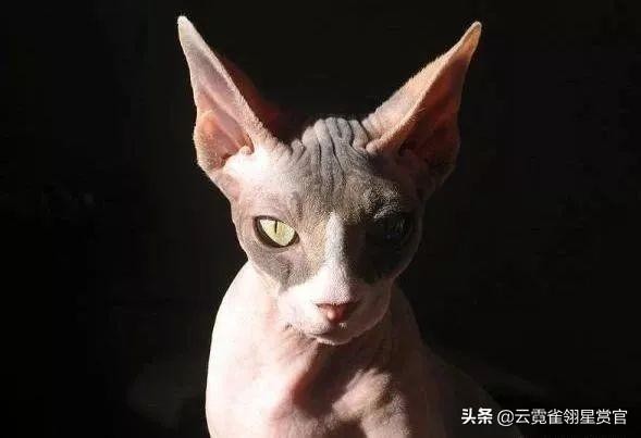 八种最昂贵的猫咪布偶猫都不算什么它们才是行走的人民币