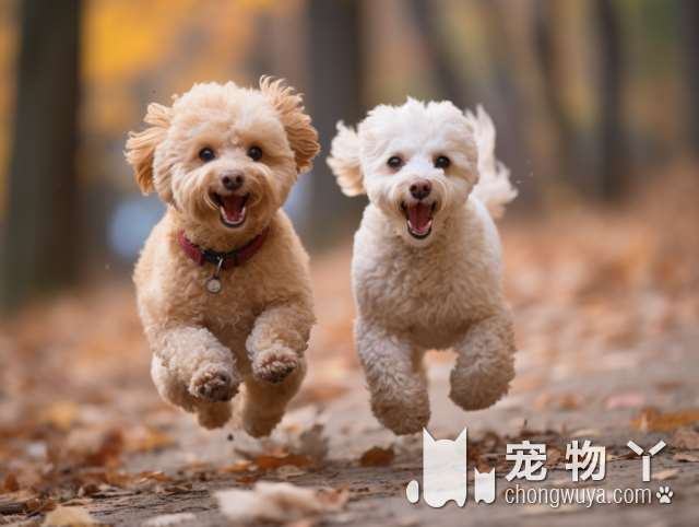 如果白送你一只狗，这6种狗狗你会抱谁回家，我选泰迪犬