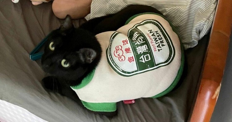 住得太近是什么体验？台湾网友：因猫咪太可爱，常被邻居吓到